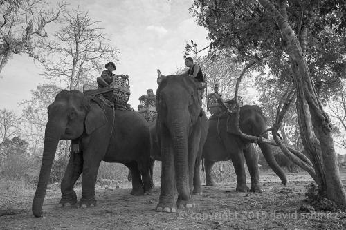 laos_elephants05.jpg