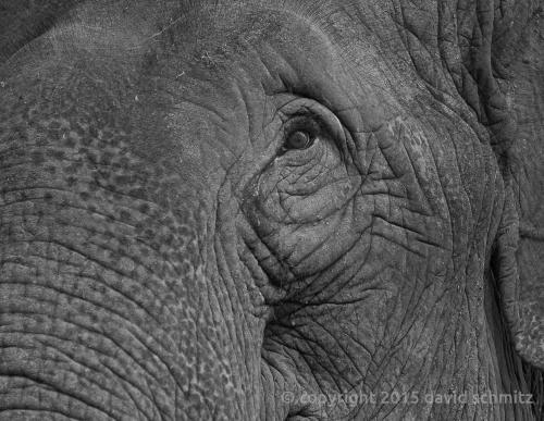 laos_elephants06.jpg
