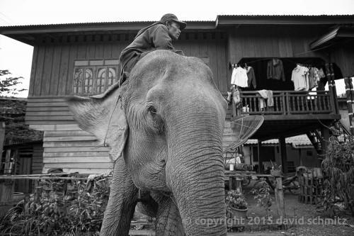 laos_elephants08.jpg