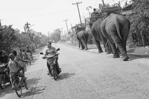 laos_elephants14.jpg