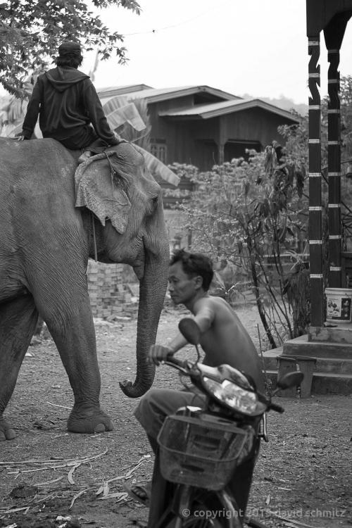 laos_elephants16.jpg