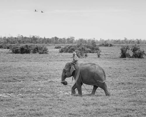 laos_elephants01.jpg