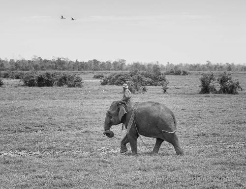 laos_elephants01.jpg