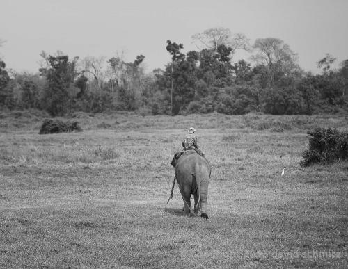 laos_elephants02.jpg