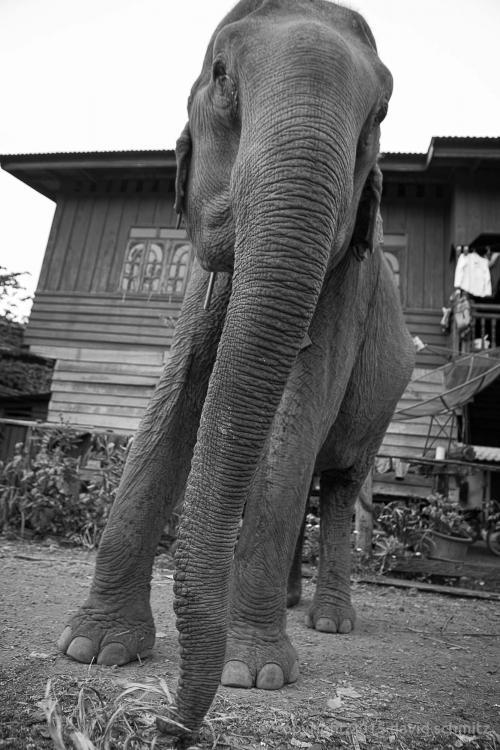 laos_elephants07.jpg
