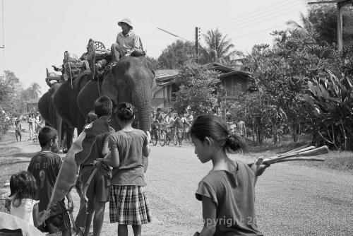 laos_elephants12.jpg