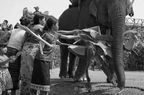 laos_elephants13.jpg